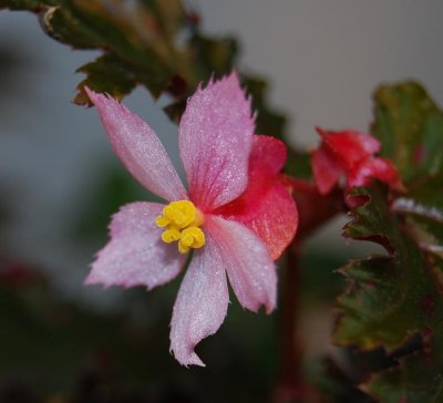 bergianska flower
