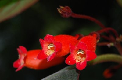 bergianska flowers