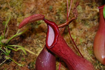 bergianska meat eating plant
