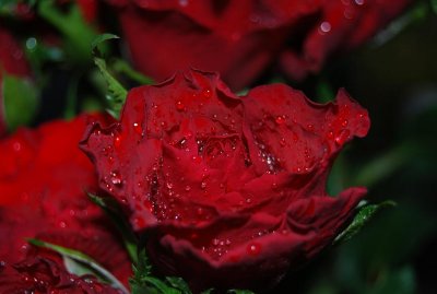 stra ryd red rose