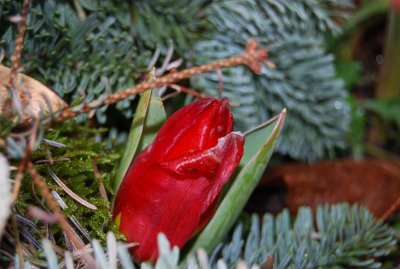 stra ryd tulip