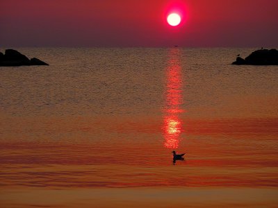 The red sun and the gull...