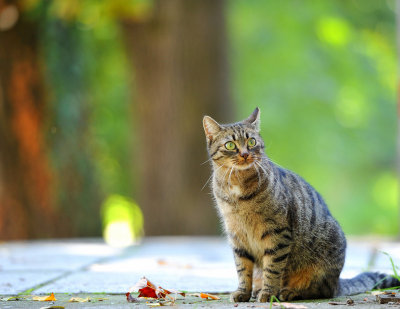 Hello kitty: I love my Bokeh....meow!  :-)