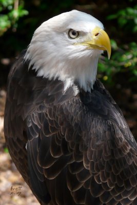 eagleb1875_Bald Eagle