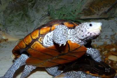 terrdb3198_Diamondback Terrapin