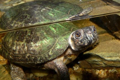 turtlebog1434_Bog Turtle