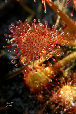 drocap0647_Pink Sundew