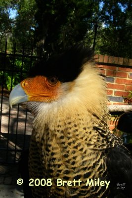 caracara4463_Crested Caracara