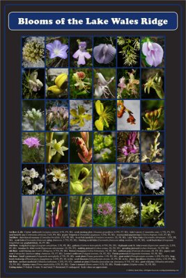 Listed Blooms of the Lake Wales Ridge poster