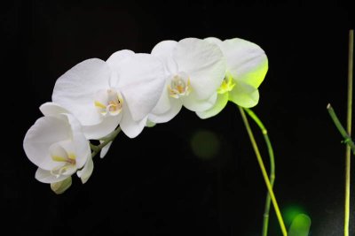 Nov 2008 Orchid Bloom