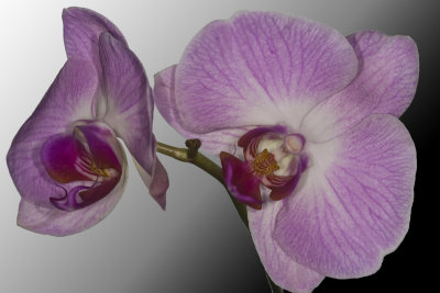 Jan 2009 Orchid Bloom Pink