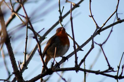 Birds
