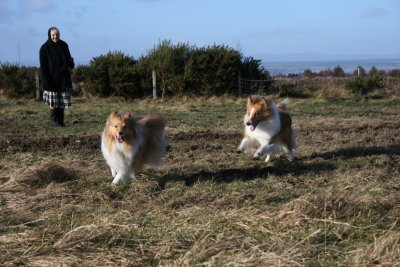 Culloden with Dogs