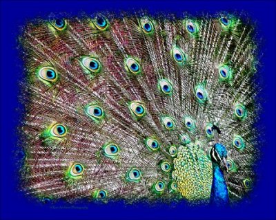 Peacock Proud.jpg