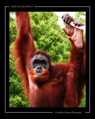 Orangutan 1.jpg