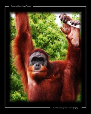 Orangutan 2.jpg