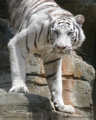 Jungala White Tiger 1.jpg