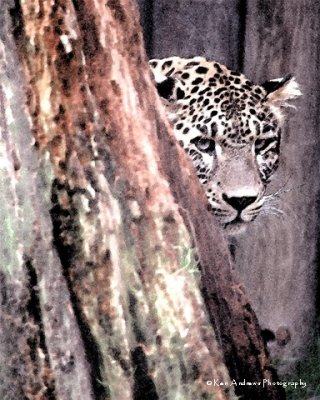 Water Colored Peek-a-Boo Leopard .jpg