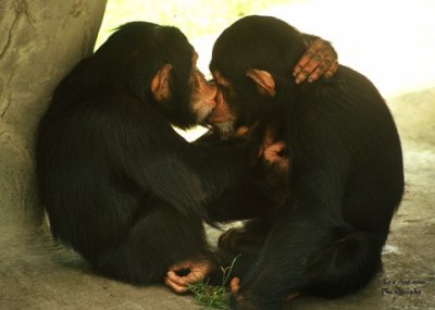 Kissing Chimps.jpg