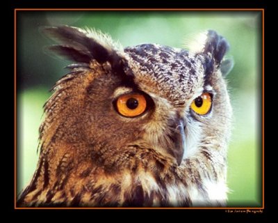 Eurasian Eagle Owl 2.jpg