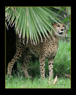 Cheetah3.jpg
