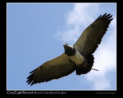Gray Eagle Buzzard.jpg