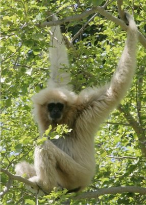 White Handed Gibbon.jpg