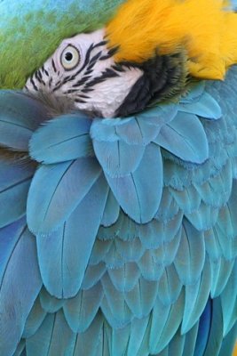 Blue and Gold Macaw 7.jpg