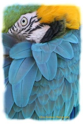 Blue and Gold Macaw 3.jpg