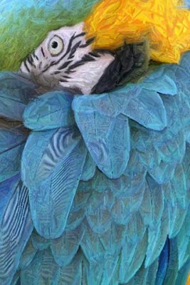 Blue and Gold Macaw 6.jpg