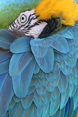 Blue and Gold Macaw 1.jpg