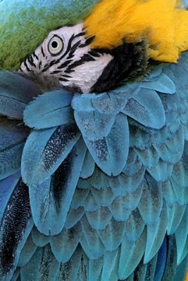 Blue and Gold Macaw 4.jpg