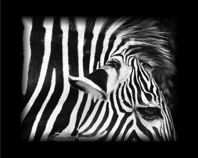 Zebra 2.jpg