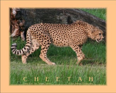 Cheetah 1.jpg