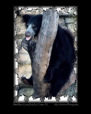 Sloth Bear.jpg