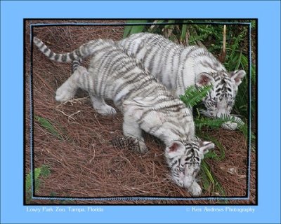 Tiger Cubs.jpg