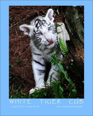 Water Colored White Tiger Cub 2.jpg