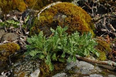 Cantal-003.jpg