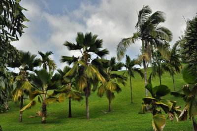 Martinique-051.jpg