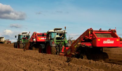 Potatao Planting