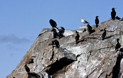 cormorant colony .jpg