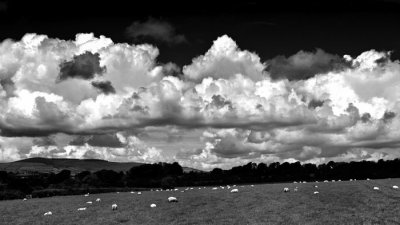 sheep and clouds .jpg