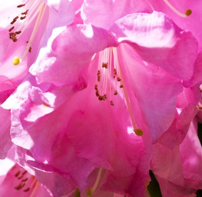 azalea blossom 3.jpg