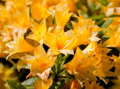 azalea bloosom 1.jpg