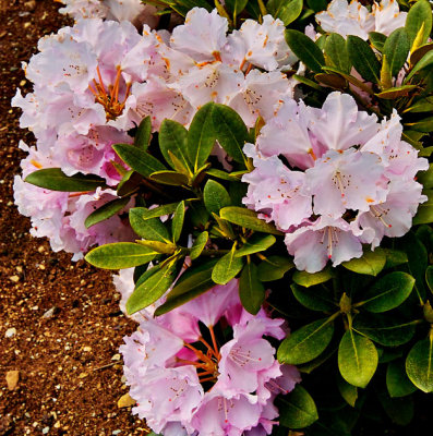 dwarf rhododendron .jpg