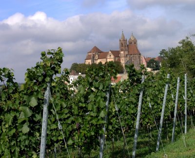 vineyard .jpg