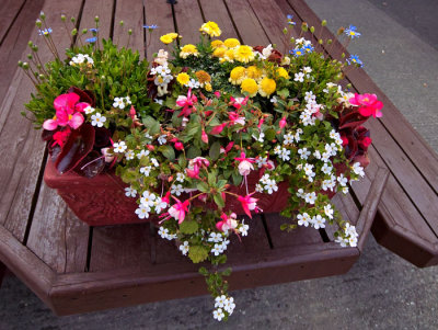 flowers .jpg