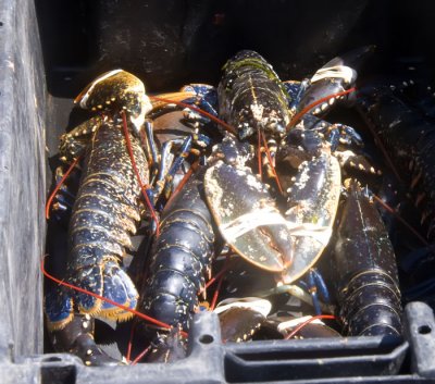 live lobsters .jpg