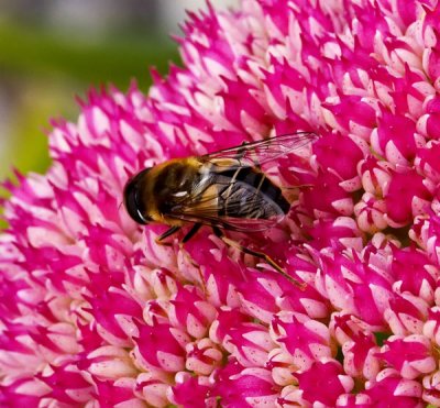 bee  on flower 2.jpg