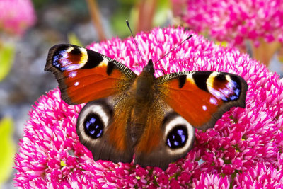 butterfly 5.jpg